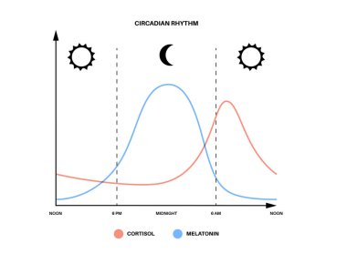 Circadian ritm bilgi afişi. Melatonin ve kortizol insan beyninde üretilir. Circadian döngüsünün renkli diyagramı. Gece hayatı dengesi. Uyku uyandırma döngüsü çizelgesi düz vektör çizimi.