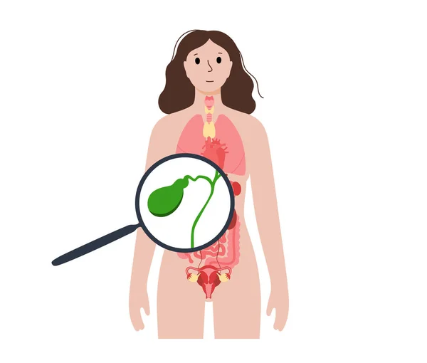 Affiche Anatomique Vésicule Biliaire Bannière Pour Éducation Schéma Des Conduits — Image vectorielle