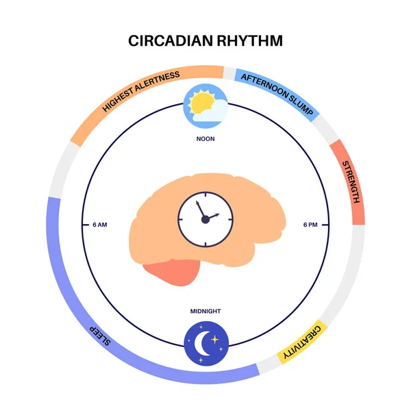 Circadian Rhythm Infographic Poster Melatonin Serotonin Produced Human Brain Colorful — Stock Vector