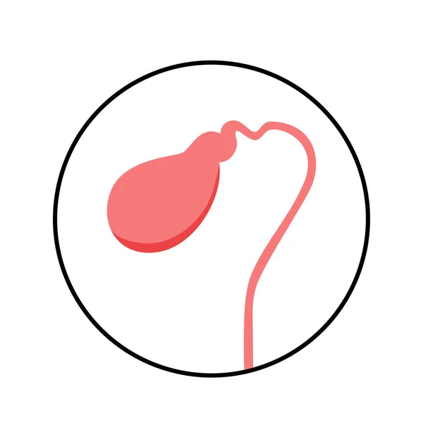 Gallbladder Anatomical Poster Banner Education Scheme Biliary Ducts Part Digestive — Vetor de Stock
