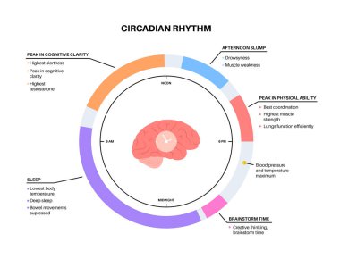 Circadian ritm bilgi afişi. Melatonin ve serotonin insan beyninde üretilir. Circadian döngüsünün renkli diyagramı. Gece hayatı dengesi. Uyku uyandırma döngüsü çizelgesi düz vektör çizimi.