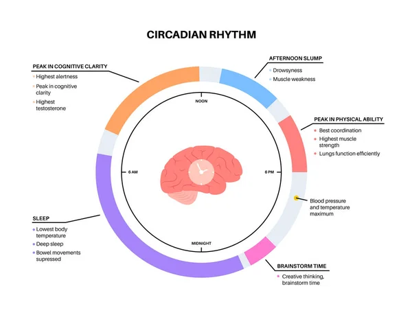 Circadian Rhythm Infographic Poster Melatonin Serotonin Produced Human Brain Colorful — Vetor de Stock