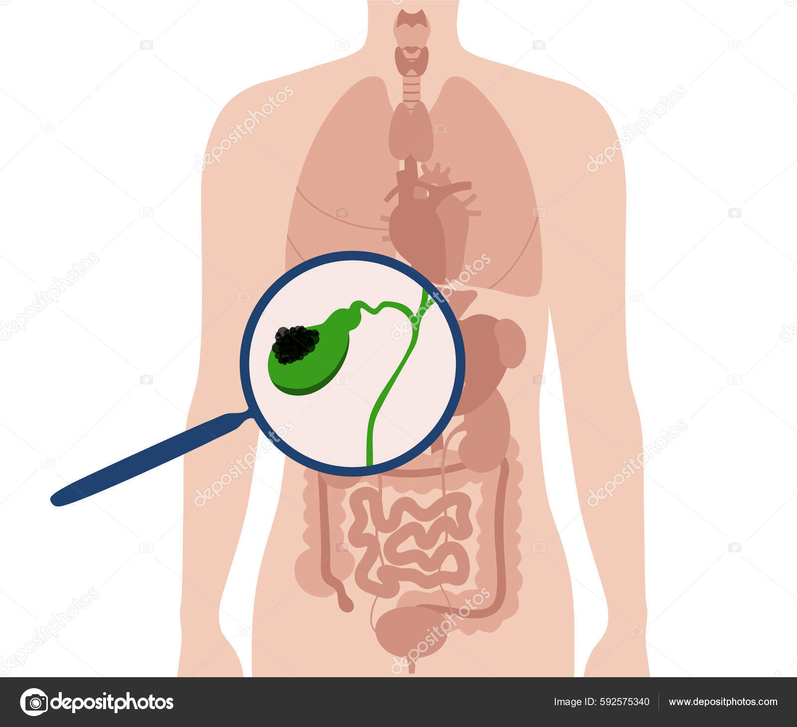 Representación De Alta Resolución De La Anatomía De La Vesícula Biliar Que  Muestra Los Conductos Biliares, image size:1600x1460