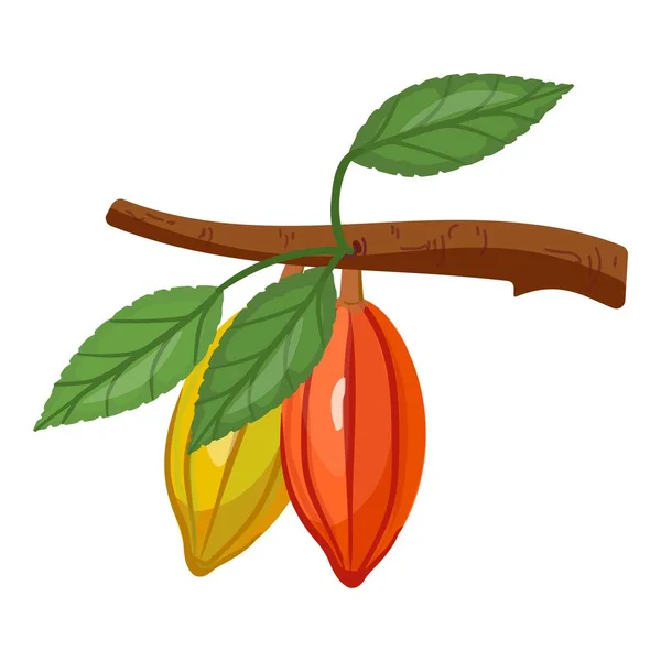 Kakao Dalı Karikatür Vektörü Ağaç Fasulyesi Yaprak Cevizi — Stok Vektör