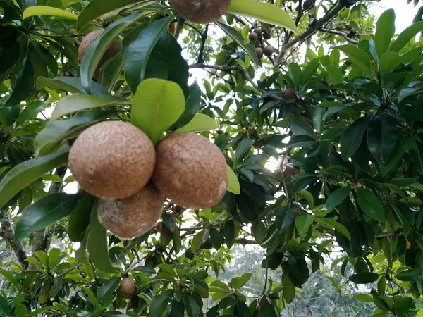 taze yeşil ve sarı muz ağacı meyvesi