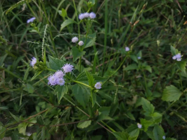 Güzel çiçekler, çiçek konsepti