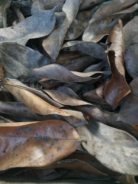 Toprakta ölü bir yaprak