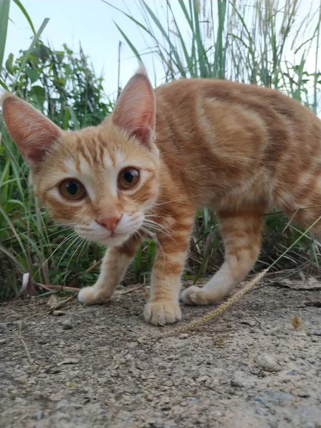 Bahçedeki çimlerin üzerinde bir kedi. hayvan, doğa, hayvan, hayvan
