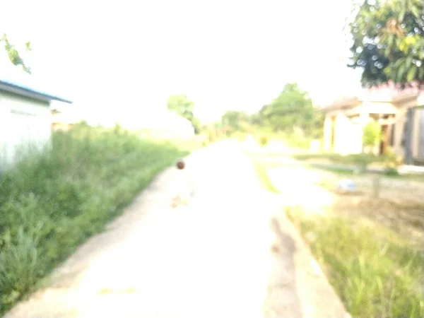 Yeşil çimenlerin soyut arkaplan ve bulanıklığı herhangi bir kullanım için.