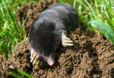Avrupa köstebeği (Talpa europaea) Eulipotyphla familyasından bir memeli türüdür. Köstebek ve kuzey köstebeği olarak da bilinir..