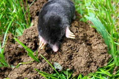 Avrupa köstebeği (Talpa europaea) Eulipotyphla familyasından bir memeli türüdür. Köstebek ve kuzey köstebeği olarak da bilinir..