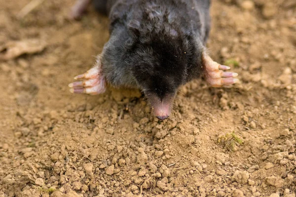 Avrupa köstebeği (Talpa europaea) Eulipotyphla familyasından bir memeli türüdür. Köstebek ve kuzey köstebeği olarak da bilinir..