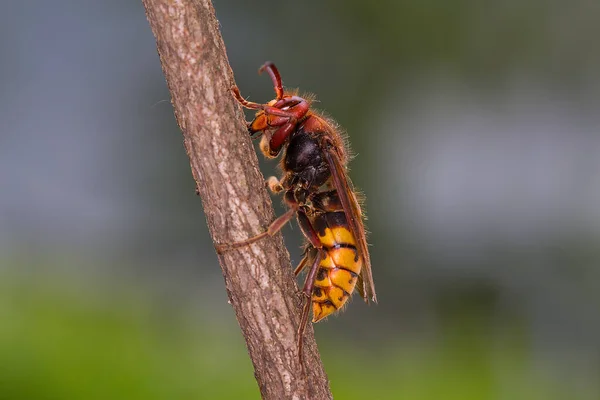 Eropean Hornet Vespa Carbo Largest Wasp Europe — Stock Photo, Image