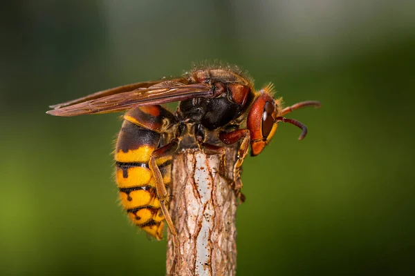 Eropean Hornet Vespa Carbo Largest Wasp Europe — Stock Photo, Image