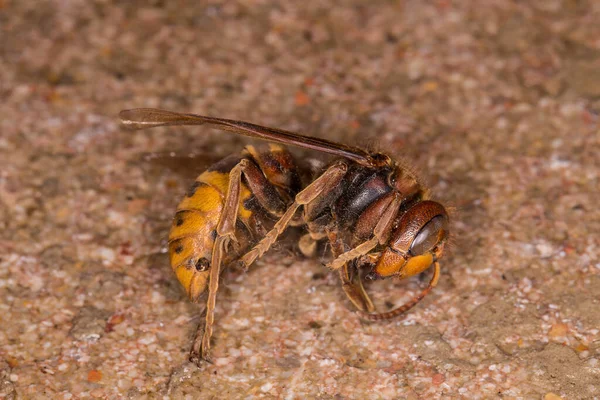 Eropean eşekarısı, Vespa karbonhidratı Avrupa 'daki en büyük eşekarısıdır.