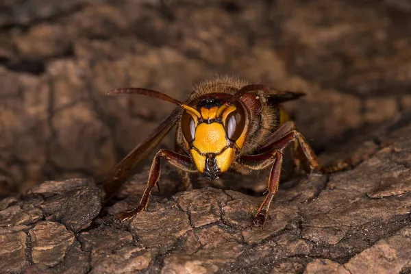 Eropean eşekarısı, Vespa karbonhidratı Avrupa 'daki en büyük eşekarısıdır.