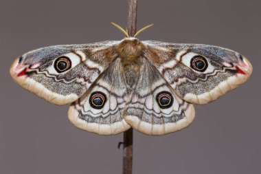 Küçük İmparator Güve (Saturnia pavonia), Satürniidae familyasından bir güve türü..