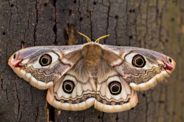Small Emperor Moth (Saturnia pavonia) is a moth of the family Saturniidae, macro photo. clipart