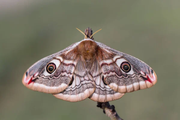 Küçük İmparator Güve (Saturnia pavonia), Satürniidae familyasından bir güve türü..
