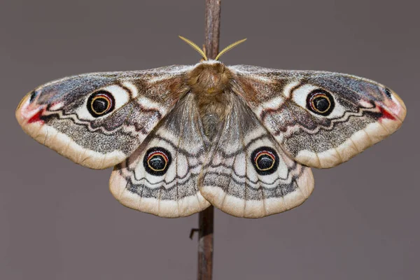 Saturnia Pavonia Uma Mariposa Família Saturniidae — Fotografia de Stock