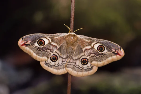 Küçük İmparator Güve (Saturnia pavonia), Satürniidae familyasından bir güve türü..