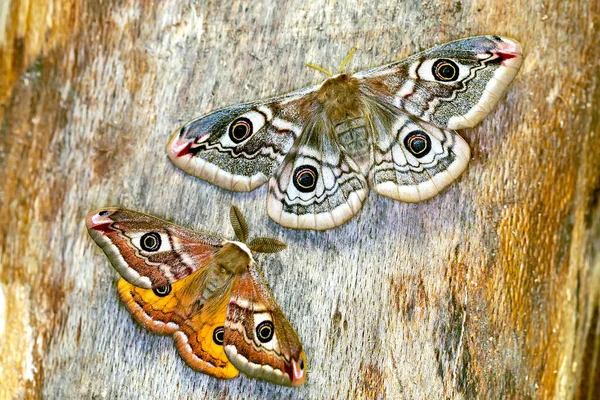 Küçük İmparator Güve (Saturnia pavonia), Satürniidae familyasından bir güve türü..