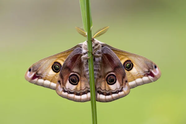 Küçük İmparator Güve (Saturnia pavonia), Satürniidae familyasından bir güve türü..
