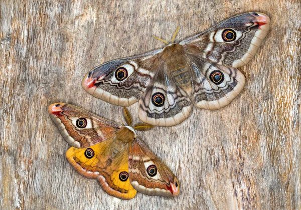 Küçük İmparator Güve (Saturnia pavonia), Satürniidae familyasından bir güve türü..