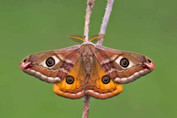 Small Emperor Moth Saturnia Pavonia Moth Family Saturniidae Macro Photo — Stock Photo, Image