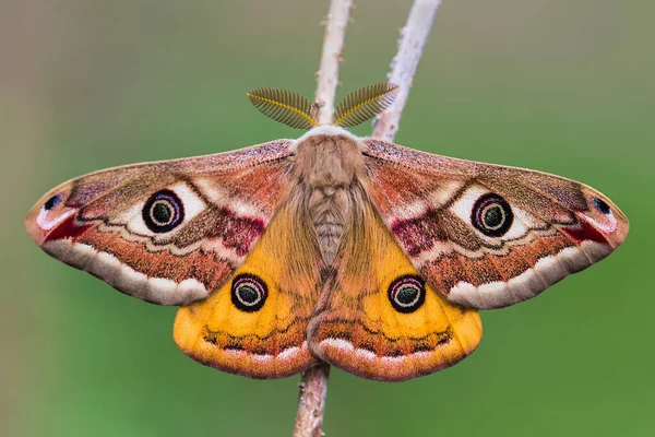 Küçük İmparator Güve (Saturnia pavonia), Satürniidae familyasından bir güve türü..