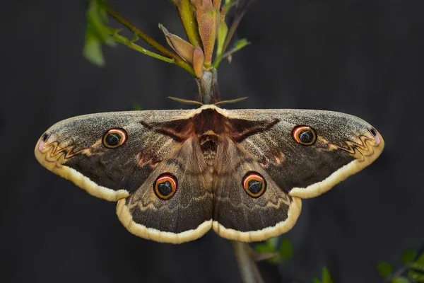 Reuzenpauwmot Saturnia Pyri Een Nachtvlinder Uit Familie Saturniidae Nachtpauwogen Het — Stockfoto