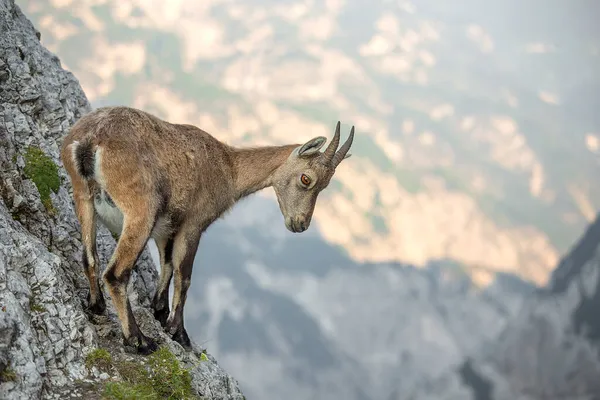 Alp dağ keçisi (Capra dağ keçisi) kayanın üzerine tünemiştir.