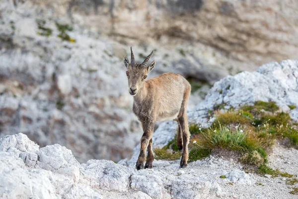 Alp dağ keçisi (Capra dağ keçisi) kayanın üzerine tünemiştir.