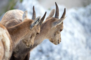 Alp dağ keçisi ailesi (Capra dağ keçisi) kayanın üzerinde