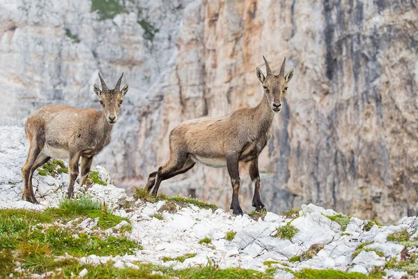 Alp dağ keçisi ailesi (Capra dağ keçisi) kayanın üzerinde