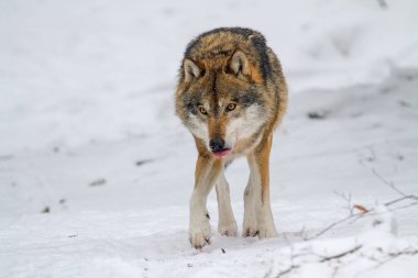 Ormandaki kar üzerinde gri kurt (Canis lupus)