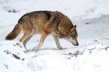 Ormandaki kar üzerinde gri kurt (Canis lupus)