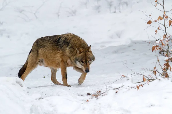 Ormandaki kar üzerinde gri kurt (Canis lupus)