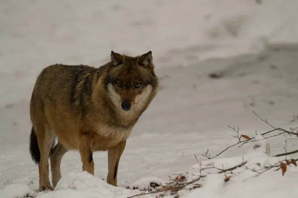Ormandaki kar üzerinde gri kurt (Canis lupus)