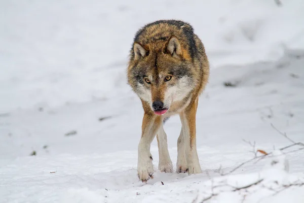 Ormandaki kar üzerinde gri kurt (Canis lupus)