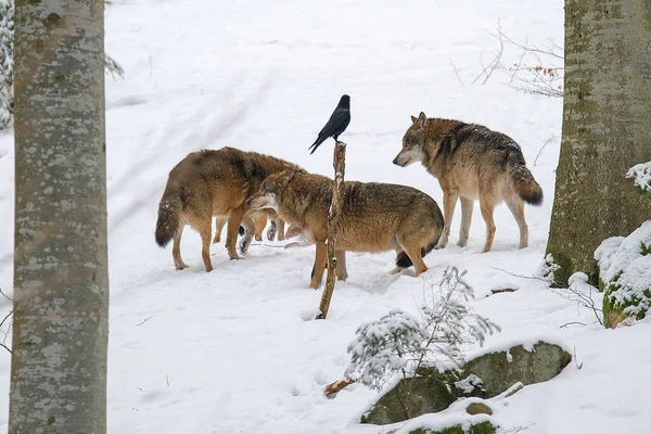 Bir kurt sürüsü - Ormanda kar üzerinde gri kurt (Canis lupus)