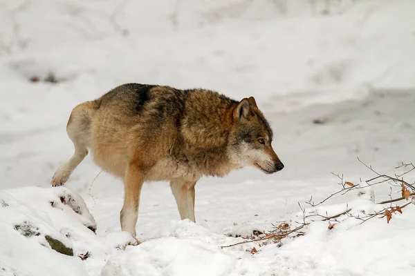 Ormandaki kar üzerinde gri kurt (Canis lupus)