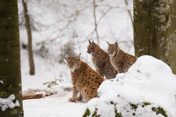 Ormandaki kar üzerinde üç Avrasya vaşağı (Lynx vaşak)