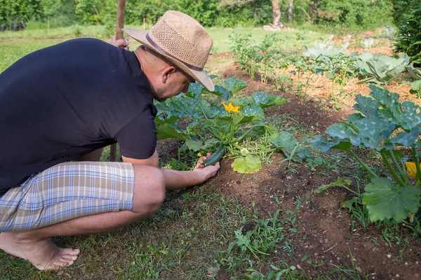 Evde yetişen sebze bahçesinde çalışan genç adam.
