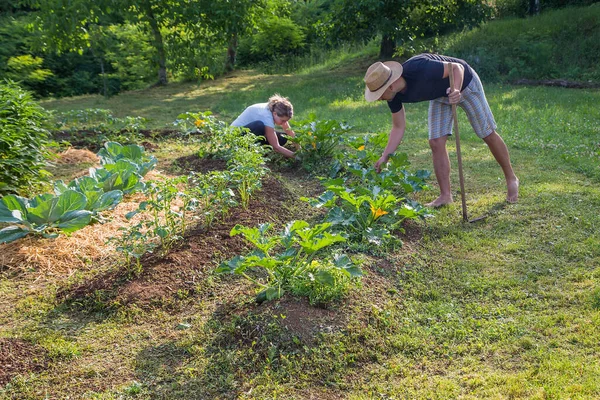 Evde yetişen sebze bahçesinde çalışan genç adam ve kadın.
