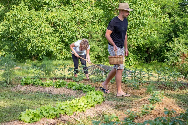 Evde yetişen sebze bahçesinde çalışan genç adam ve kadın.
