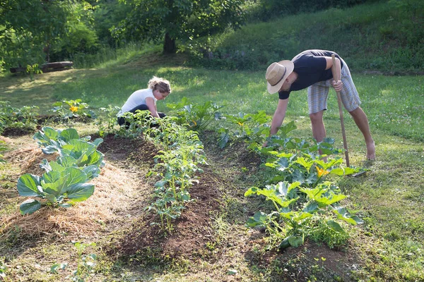 Jovem Mulher Trabalhando Jardim Legumes Cultivado Casa Fotos De Bancos De Imagens Sem Royalties