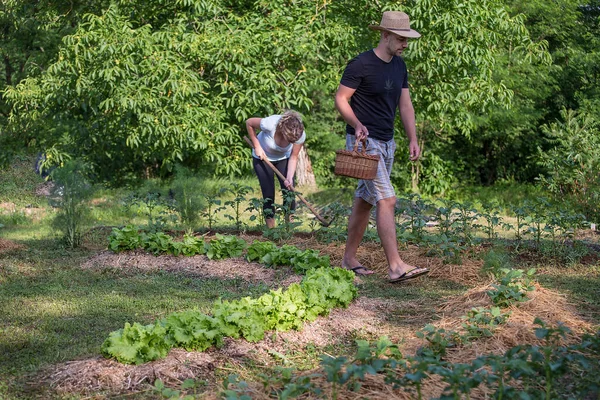 Jovem Mulher Trabalhando Jardim Legumes Cultivado Casa — Fotografia de Stock