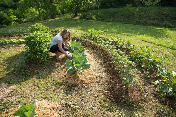 Mladá Žena Pracující Domácí Zeleninové Zahradě — Stock fotografie