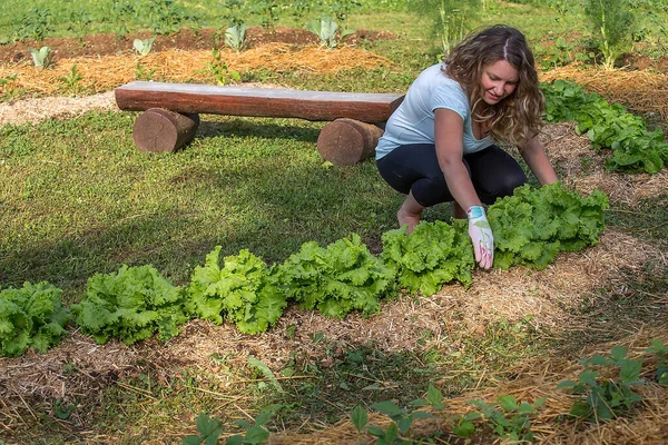 Mladá Žena Pracující Domácí Zeleninové Zahradě — Stock fotografie